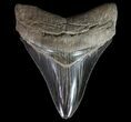 Serrated, Fossil Megalodon Tooth #64545-1